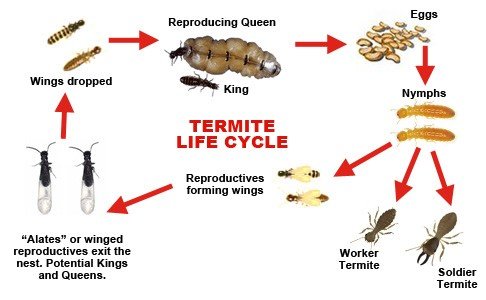 Termite life cycle