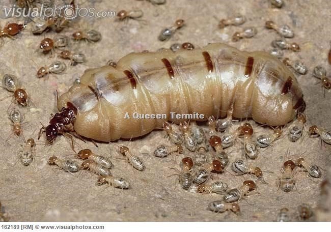 Termite queen and the workers assisting her