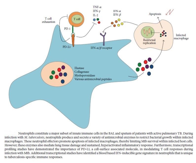 Figure 4: Immune response of neutrophils against Mycobacterium tuberculosis (Sia, Georgieva and Rengarajan, 2015)