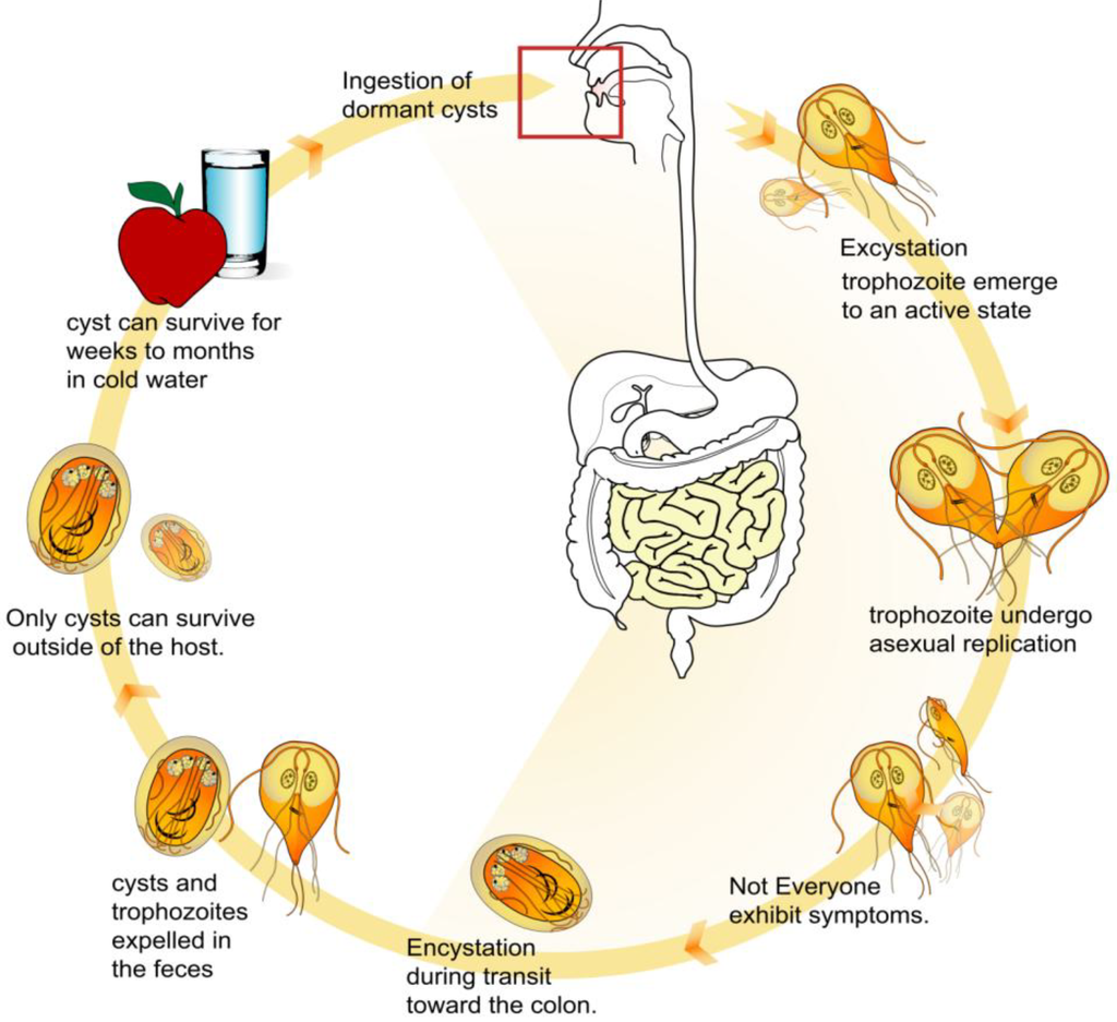 Direct life cycle of Giardia intestinalis