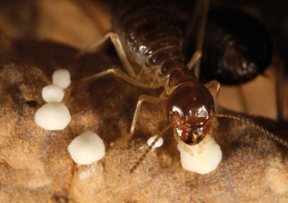 Termite feeding on fungal spores