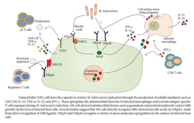 Figure 5: Immune response of natural killer cells against Mycobacterium tuberculosis (Sia, Georgieva and Rengarajan, 2015)